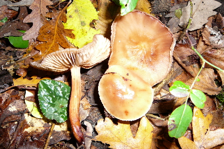 Collybia fusipes?